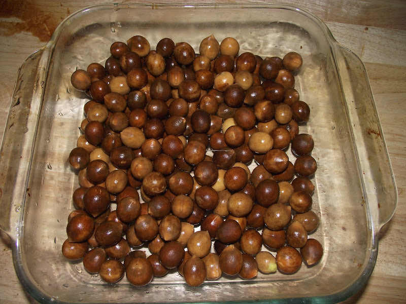 Medicinal and Edible Plants California Bay Laurel nuts Umbellularia